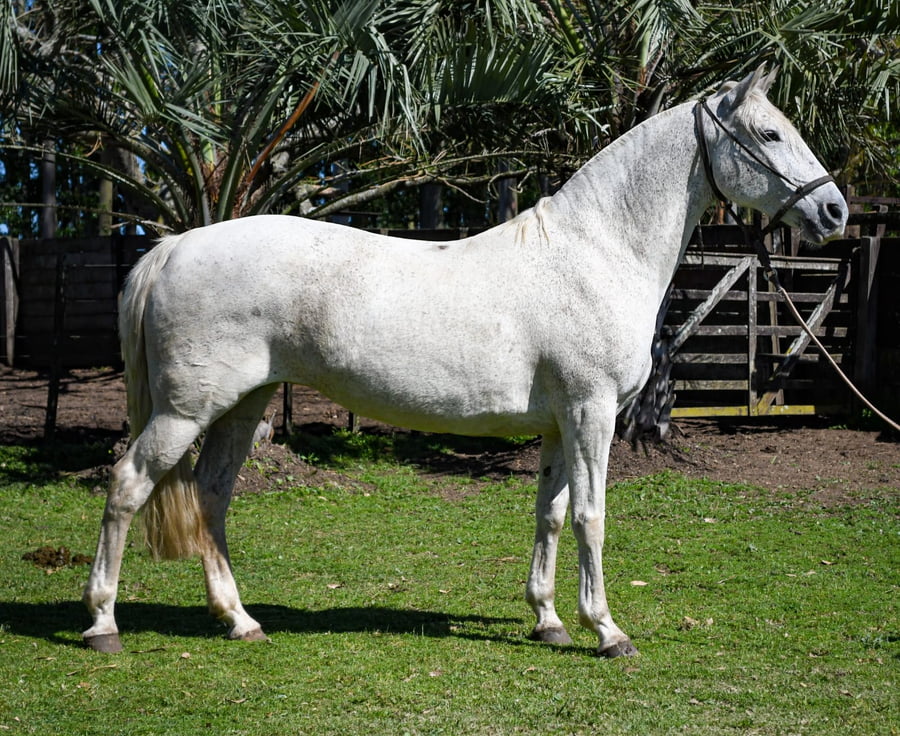 Lote Bruja La Calavera