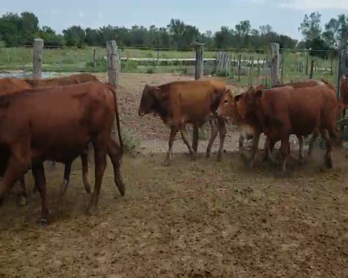 Lote 85 Novillitos y vaquillonas en Itatí, Corrientes