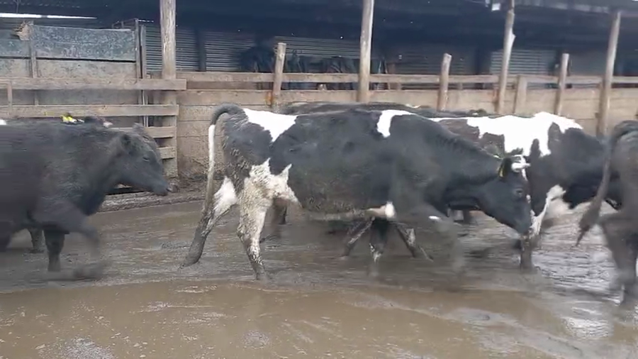 Lote 25 Novillo Gordo en Cabrero, VIII Región Biobío