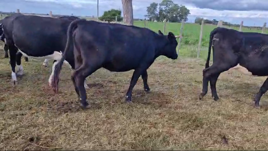 Lote 19 Vaquillonas  Angus y Caretas a remate en Pantalla Camy 380kg - , San José
