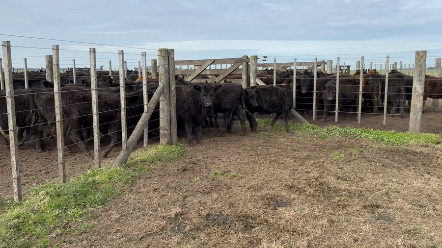 Lote 25 Terneras en Buenos Aires, Tres Arroyos