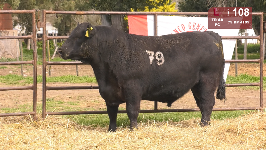 Lote TOROS ANGUS NEGROS  PC