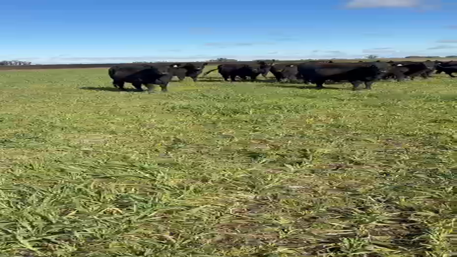 Lote 20 Vaquillonas C/ gtia de preñez