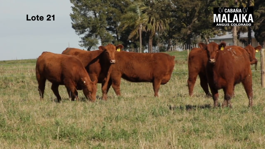 Lote "VAQUILLONAS PURA CONTROLADAS PREÑADAS ""CABAÑA MALAIKA"""