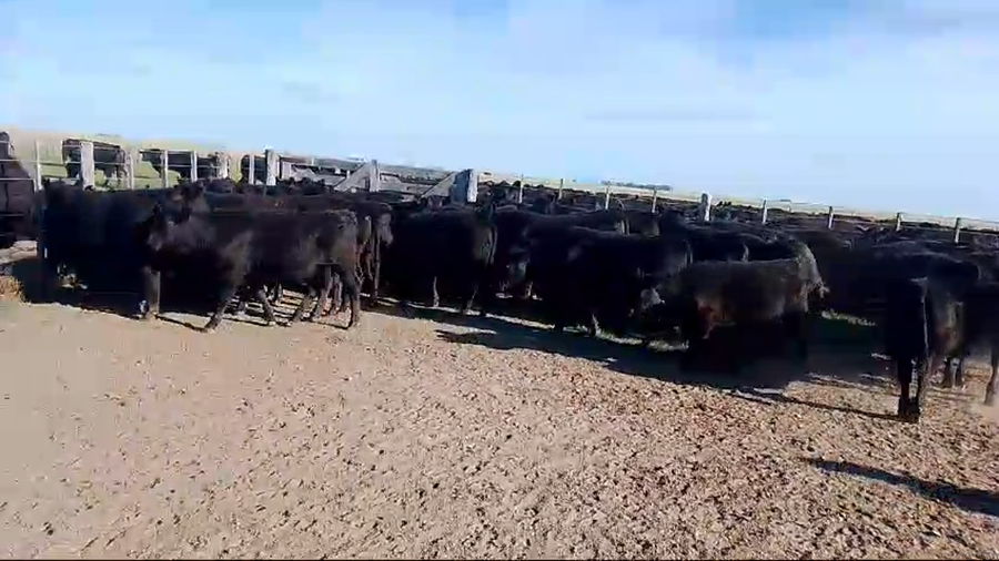 Lote 70 Terneros en Belgrano