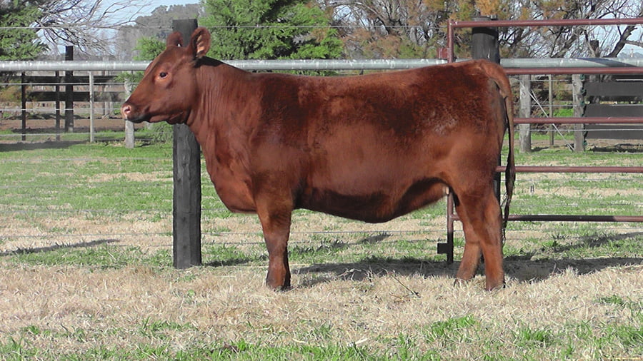 Lote VAQUILLONAS ANGUS PP PARICIÓN PRIMAVERA