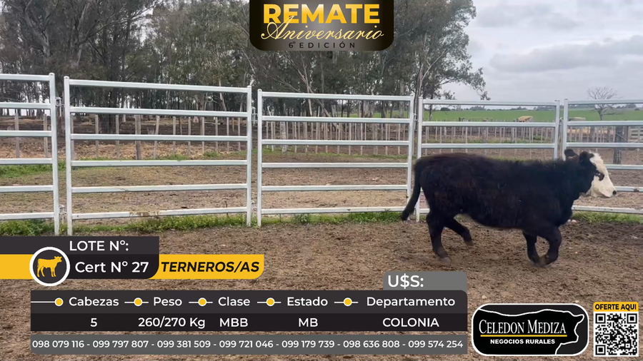 Lote 5 Terneros y Terneras en Colonia