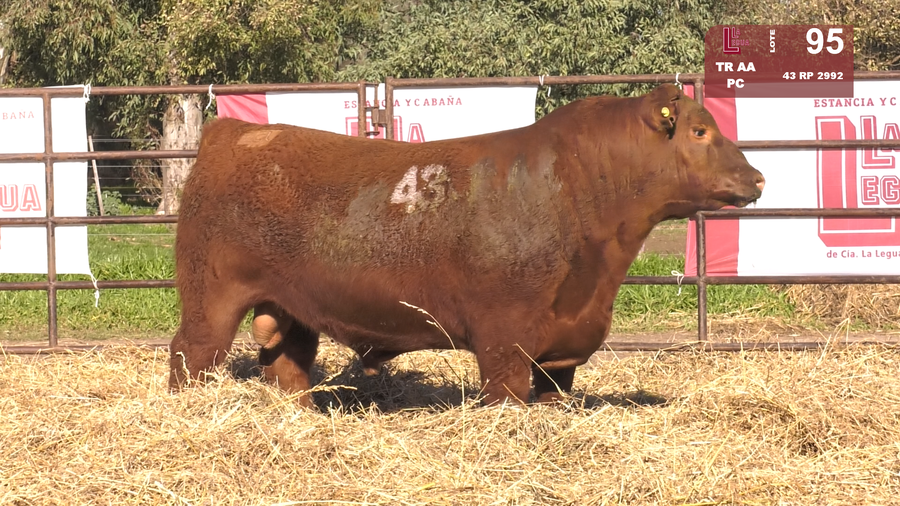 Lote TOROS ANGUS COLORADOS  PC