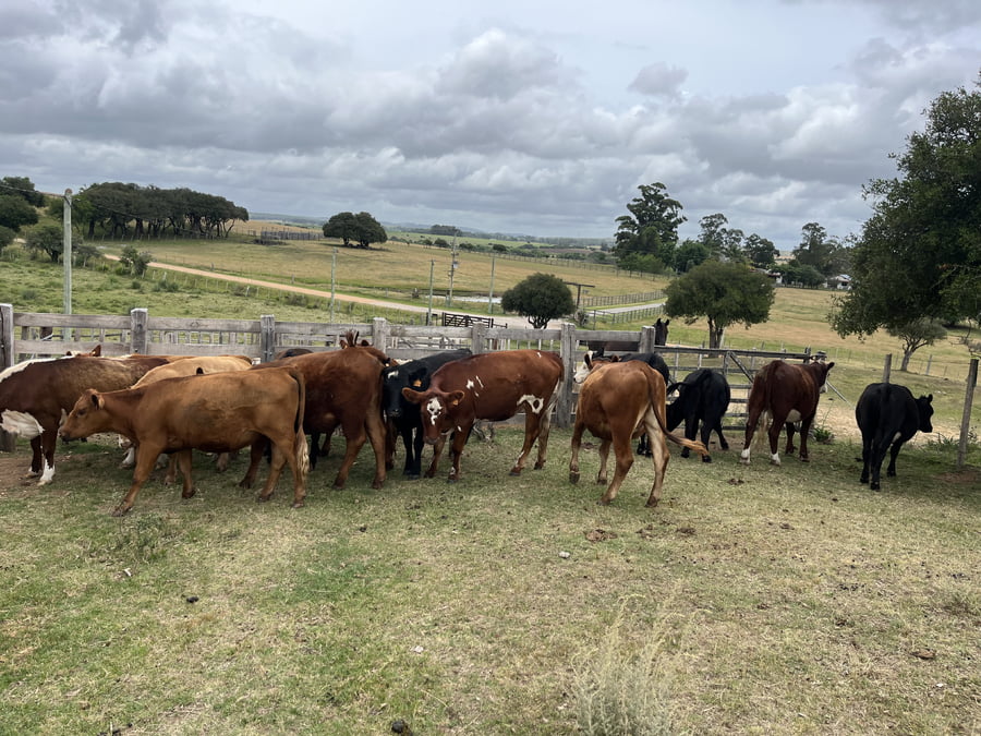 Lote Vaquillonas 1 a 2