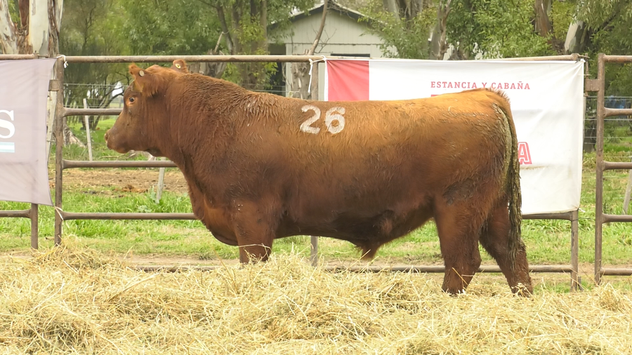 Lote TOROS ANGUS COLORADOS  PC