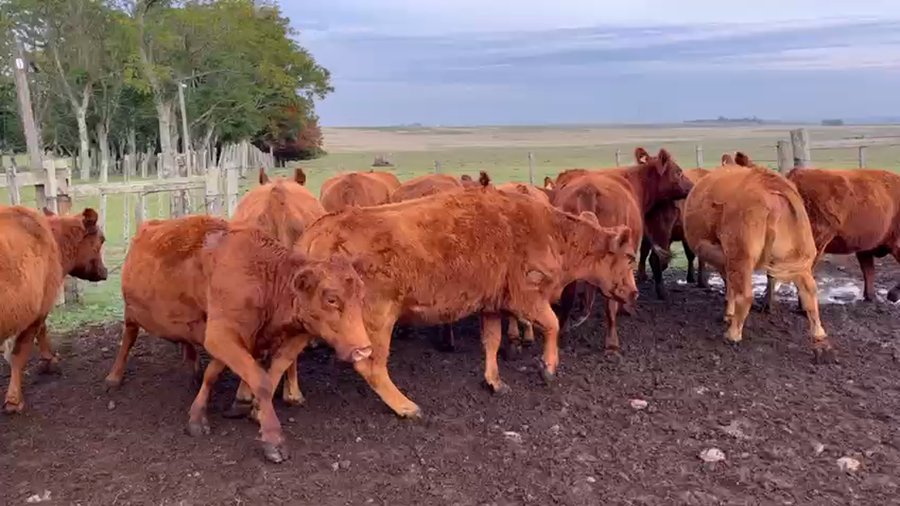 Lote VIENTRES PREÑADOS