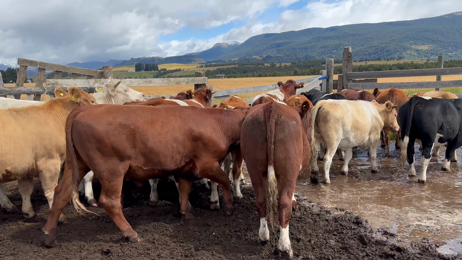 Lote 20 Novillo Engorda en Coyhaique, XI Región Aysén