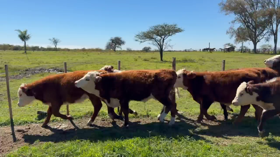 Lote 70 Terneros/as en Corrientes, Curuzu Cuatia