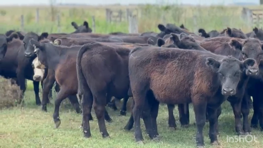 Lote 27 Terneros/as