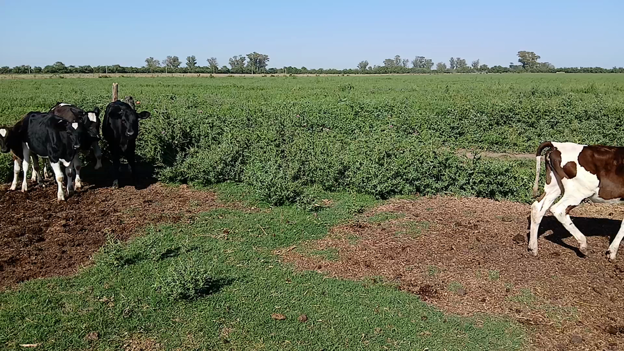 Lote 5 Terneras Holando Argentino en Sunchales, Santa Fe