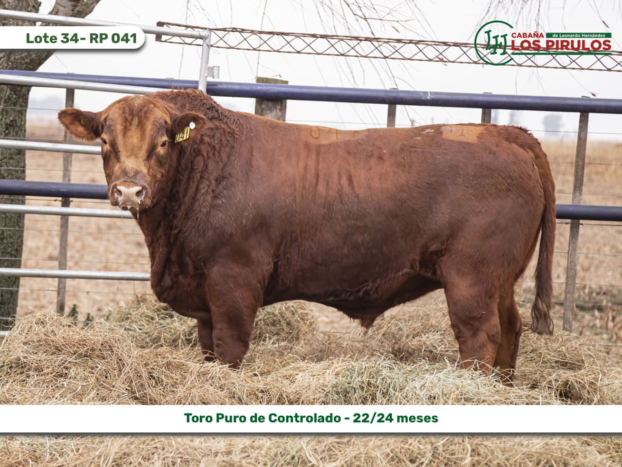 Lote TOROS PUROS CONTROLADOS - 22/24 meses
