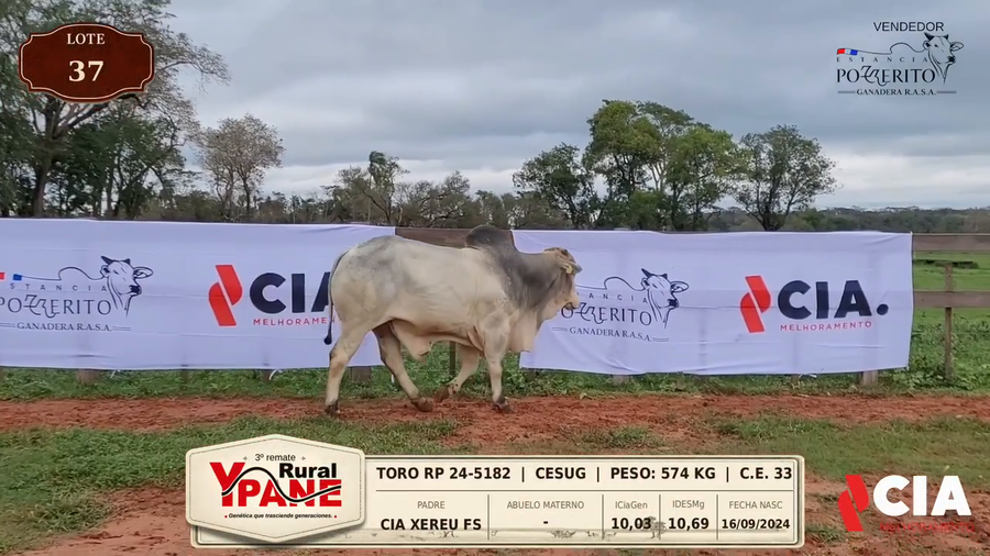 Lote Lote 37