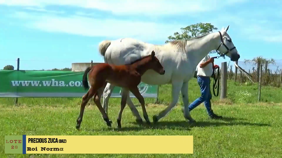 Lote PRECIOUS ZUCA (BRZ)