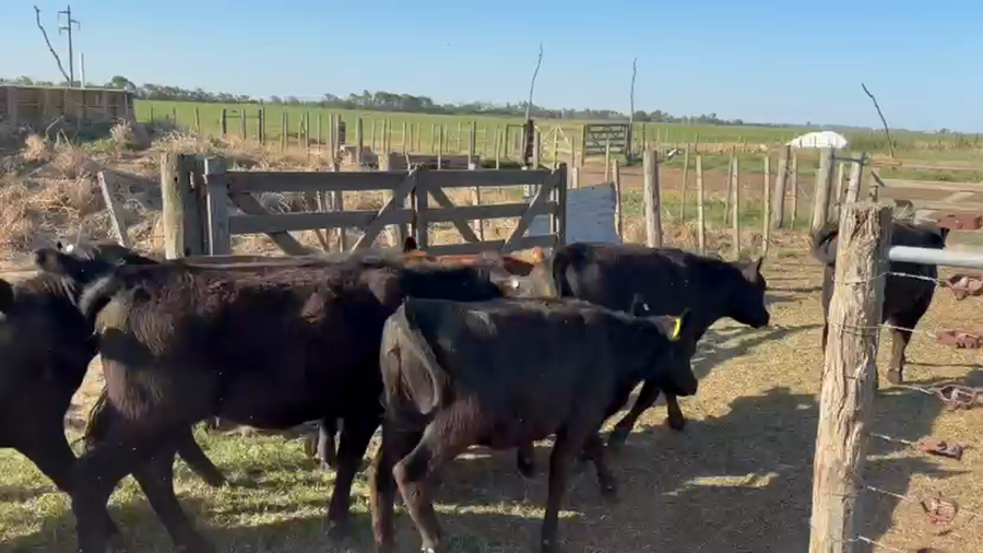 Lote 70 Terneros/as en América