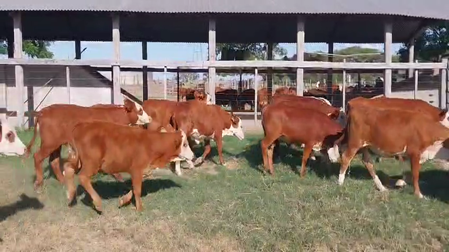 Lote 140 Terneras en Corrientes, Curuzú-Cuatiá