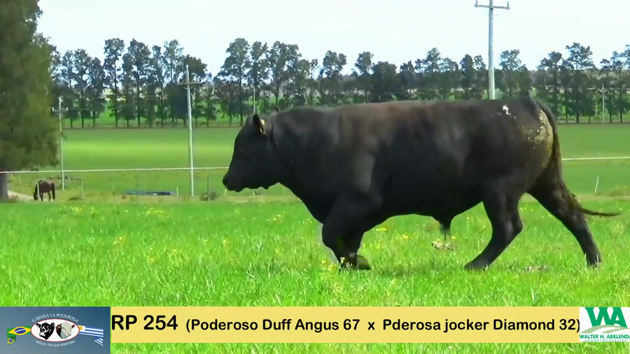 Lote PODEROSO 67/254