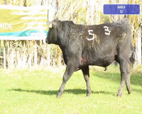 Lote 1 Toro en Río Ibáñez, XI Región Aysén