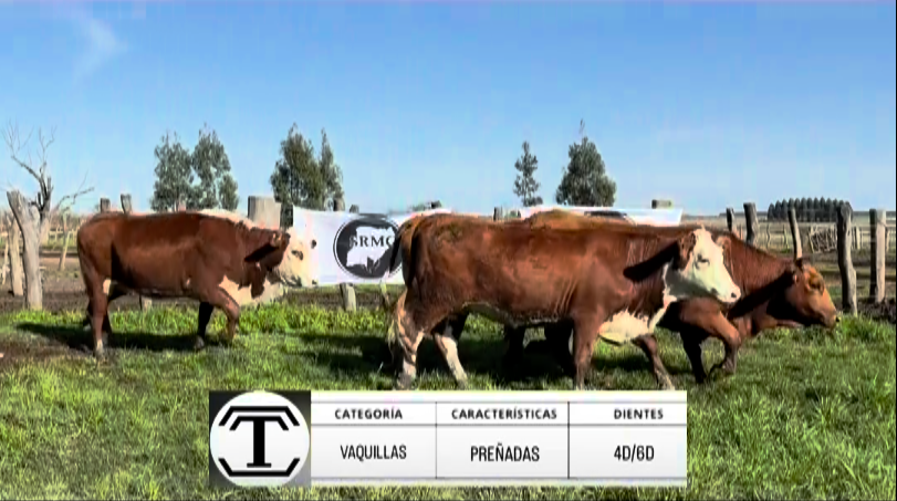 Lote VAQUILLAS PREÑADAS BRAFORD "TIMBOY SA"