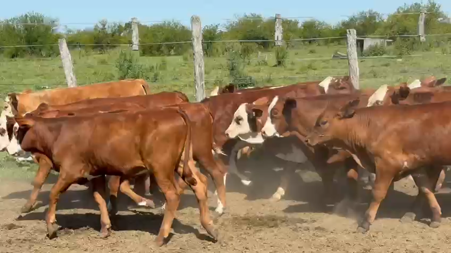 Lote 30 Terneros/as en Corrientes, Mercedes