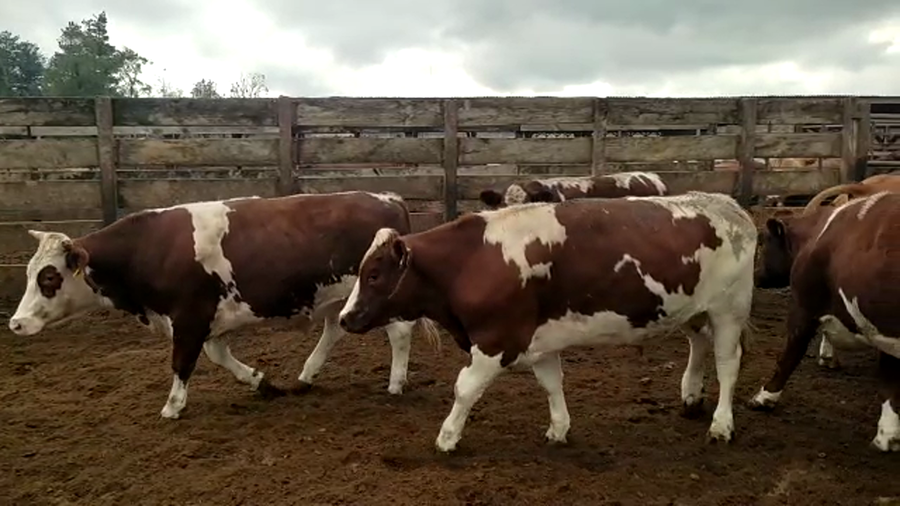 Lote 40 Novillo Gordo en Los Ángeles, VIII Región Biobío