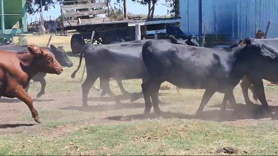 Lote VAQUILLONAS ENTORADAS
