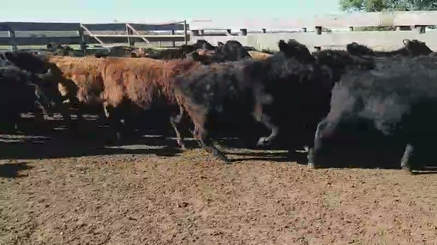 Lote 120 Terneras en Villaguay, Entre Ríos