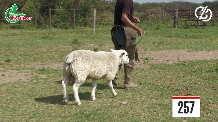Lote Texel - Schafe
