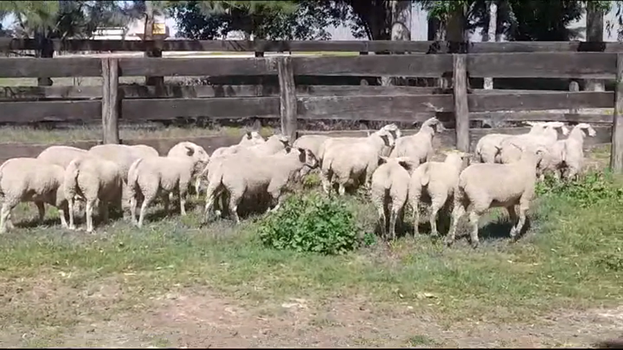 Lote (Vendido)20 Corderos MILCHAF - MILCHAF/ SUFOL a remate en #39 Pantalla Carmelo 36kg -  en AGRACIADA
