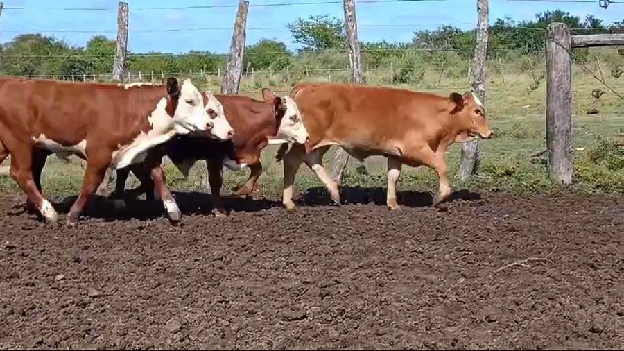 Lote 70 Terneros/as