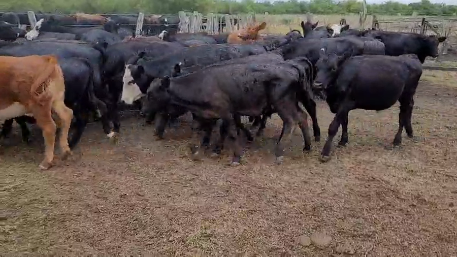 Lote 52 Terneros/as en Villaguay, Entre Ríos