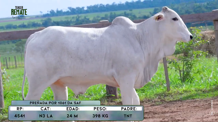 Lote Vaquillas a remate en Tercer Remate Agroganadera Natalia, Concepción