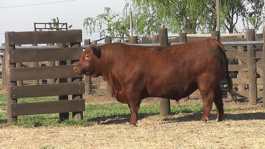 Lote TOROS ANGUS PP