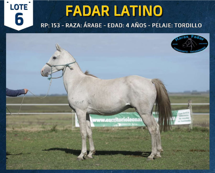 Lote FADAR LATINO