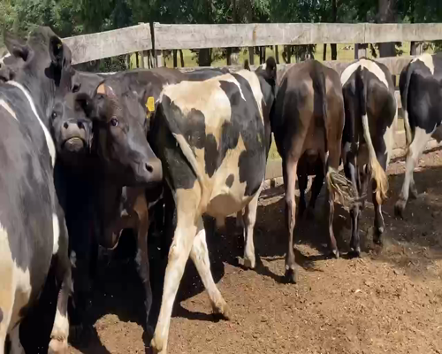 Lote 20 Novillo Gordo en XIV Región Los Ríos, Los Lagos