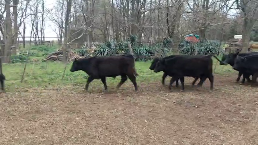 Lote 102 Terneros en Bonifacio