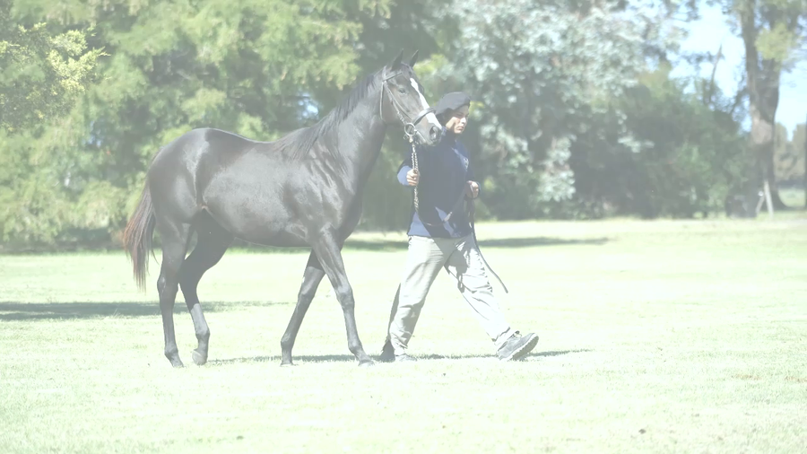 Lote SPLEND BLUES (LE BLUES - SPLENDA por Mutakddim)