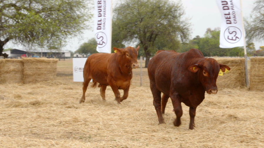 Lote TOROS