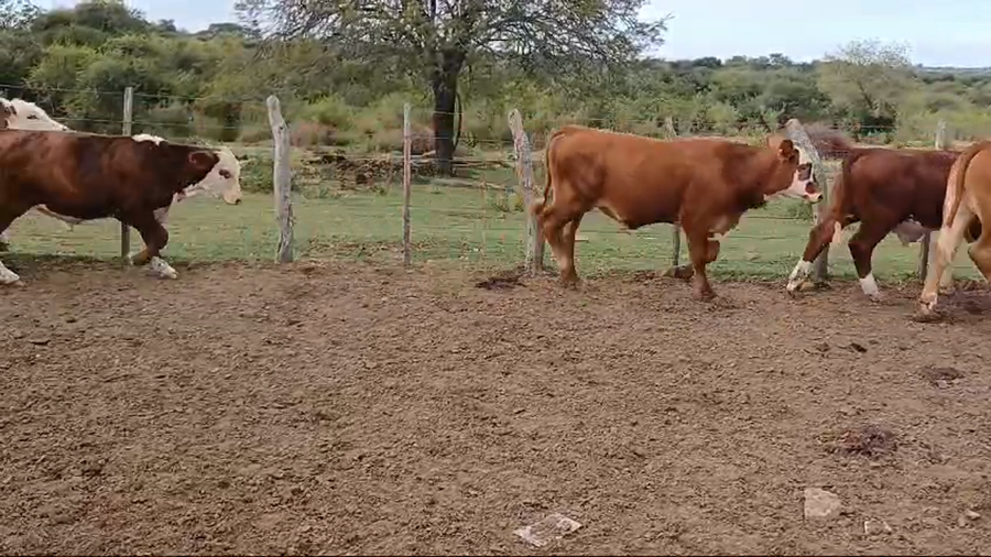 Lote 70 Terneros
