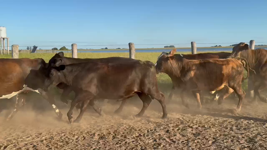 Lote 28 Vacas nuevas C/ gtia de preñez en Corrientes, Yataití Calle