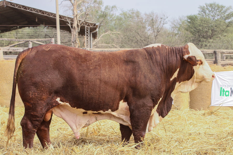 Lote LOTE 56