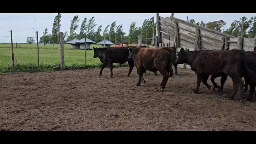 Lote 29 Terneros en Bolívar, Buenos Aires