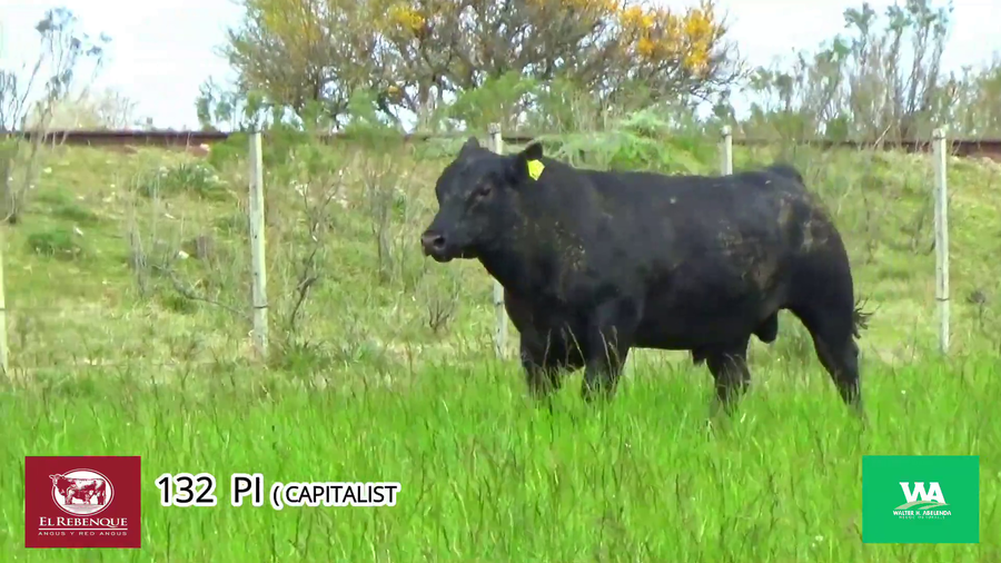 Lote Toros a remate en Angus el Rebenque  en Asociación Rural de Florida