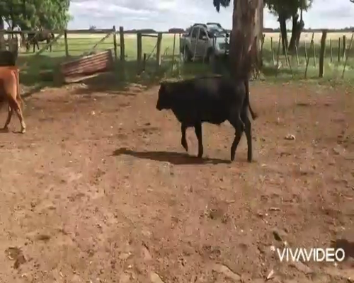 Lote 73 Terneros en La Plata, Buenos Aires