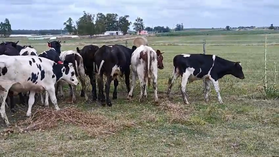 Lote 13 Novillos a remate en Ultima pantalla del año - Escritorio Camy, San José