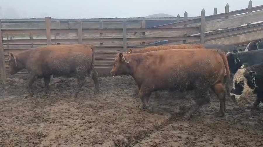 Lote 20 Vaquilla Gorda en Los Ángeles, VIII Región Biobío